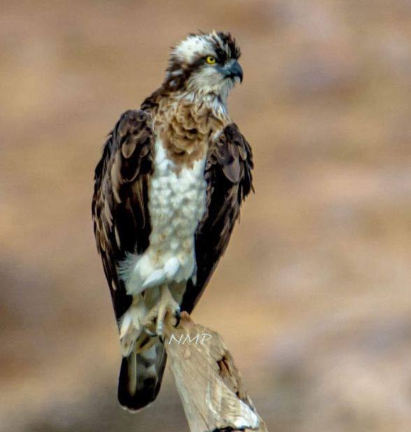 Osprey
