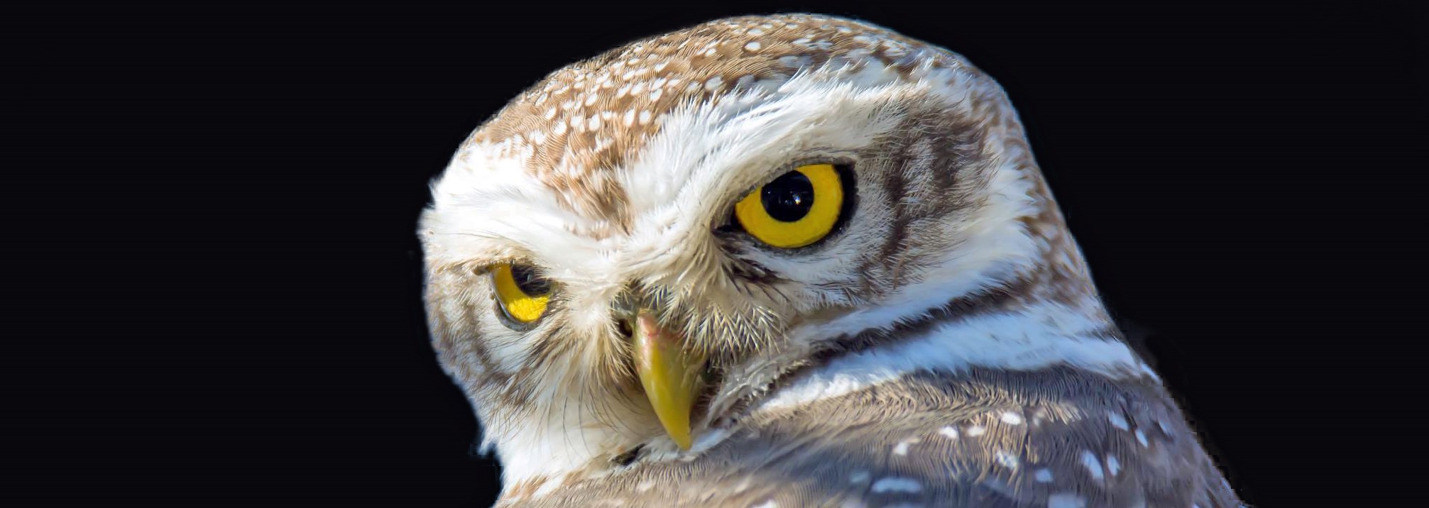 Spotted Owlet