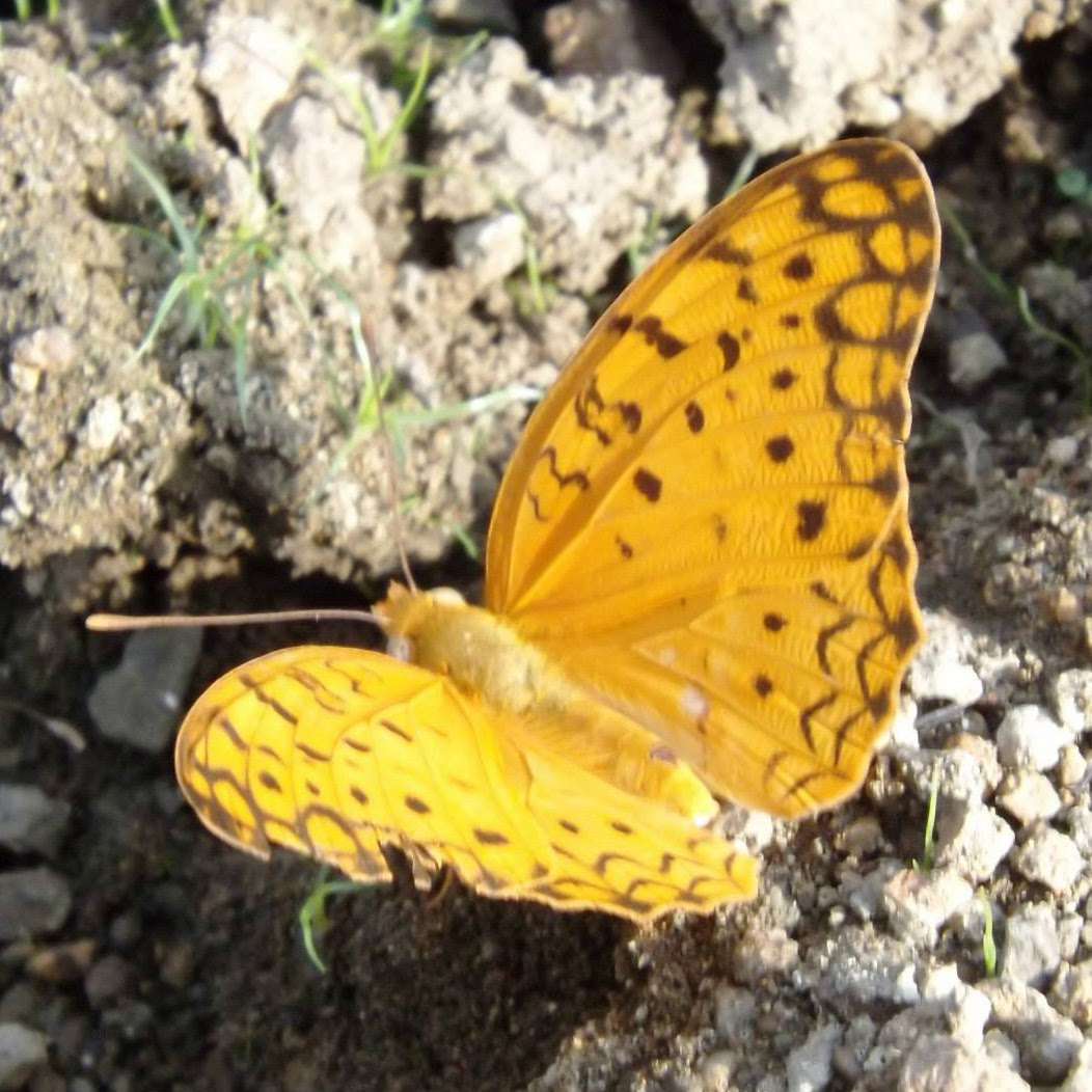 Common Leopard