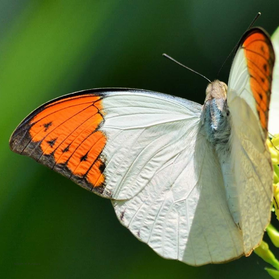 Great orange tip