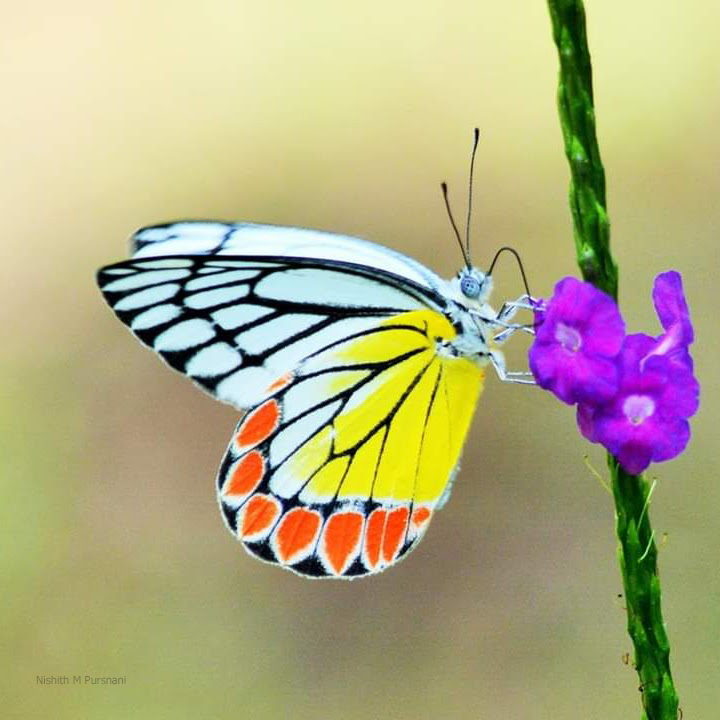 Jezebel