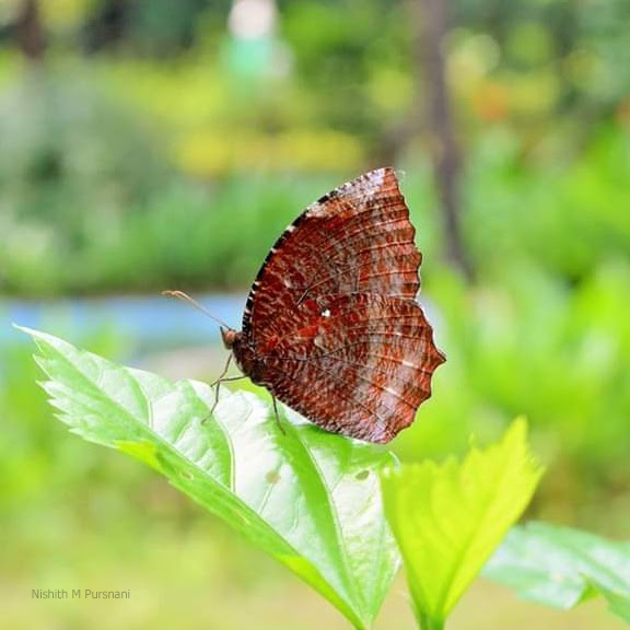 Palmfly