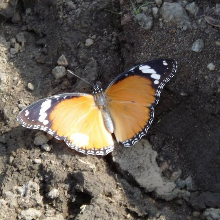 Plain tiger