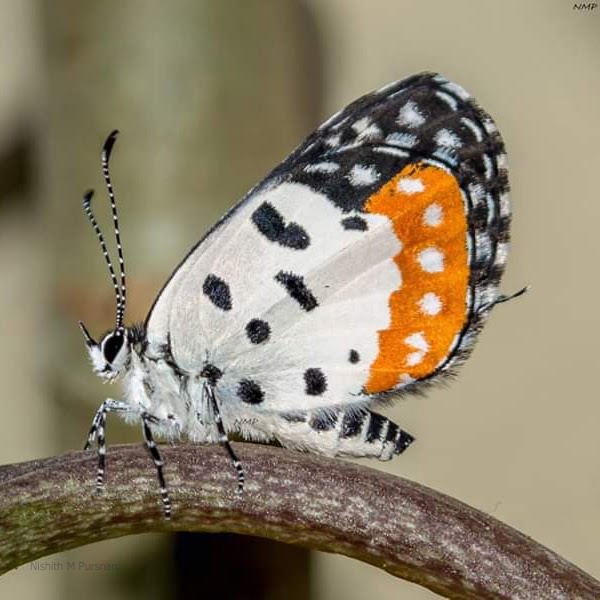 Red pierrot