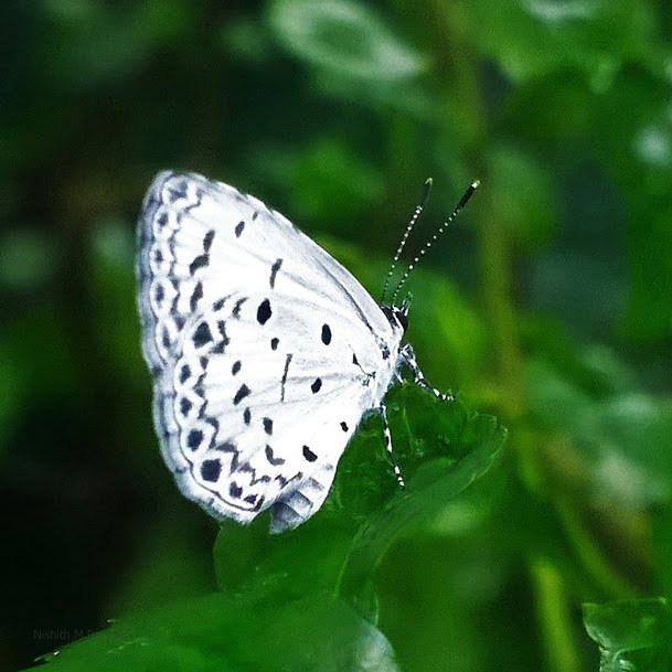 Tailless Malayan