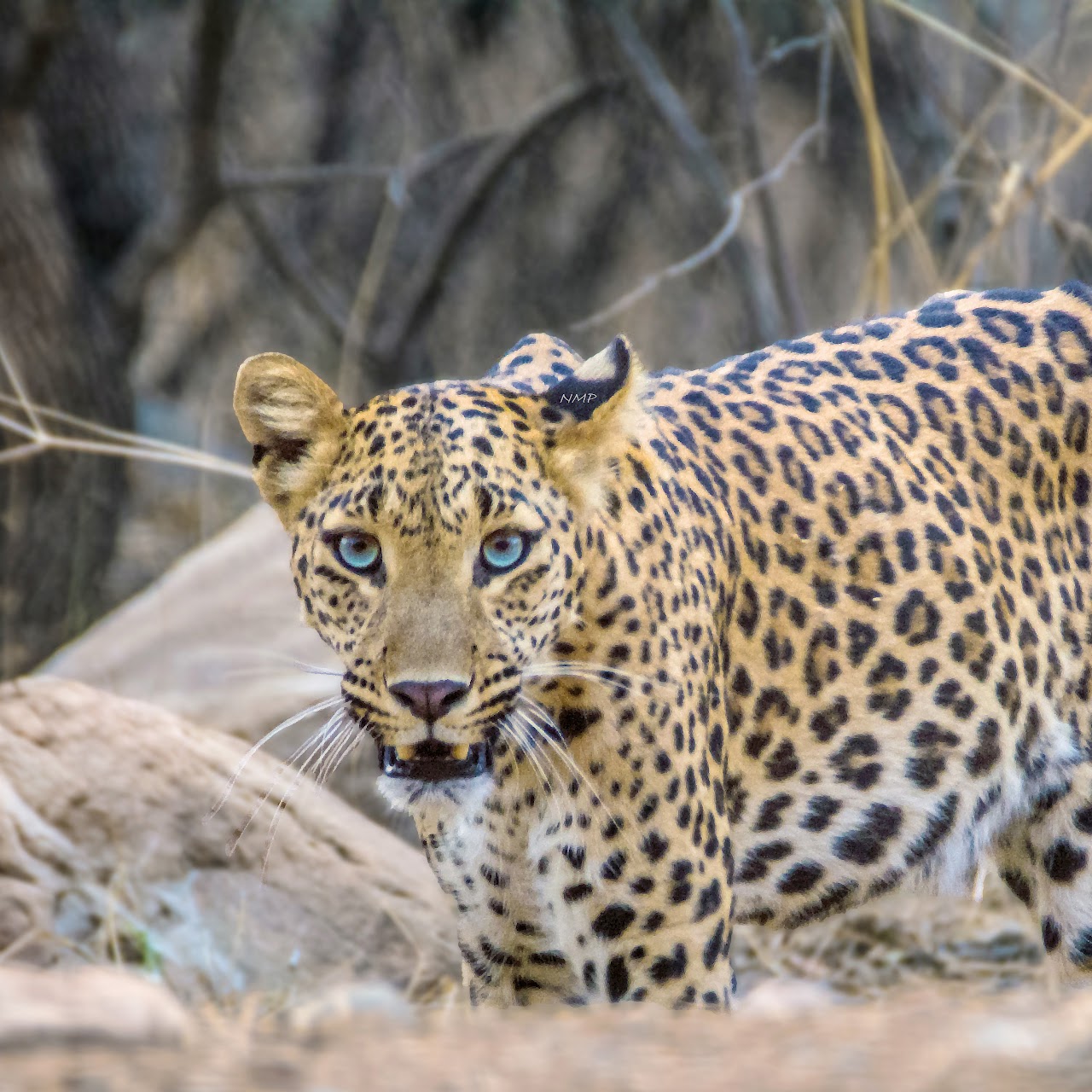 Leopard
