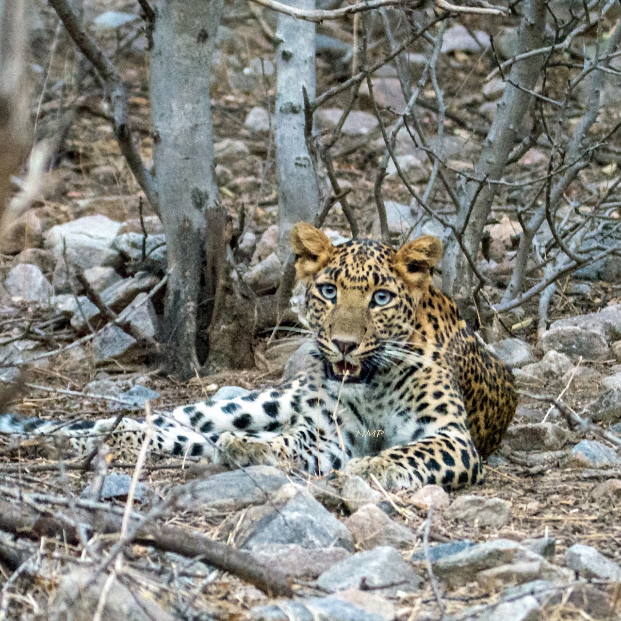 Leopard