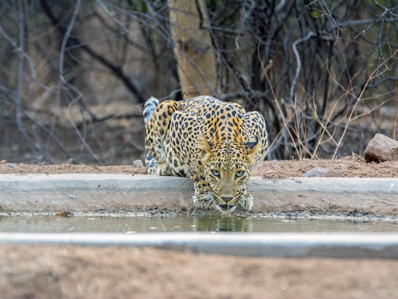 Leopard
