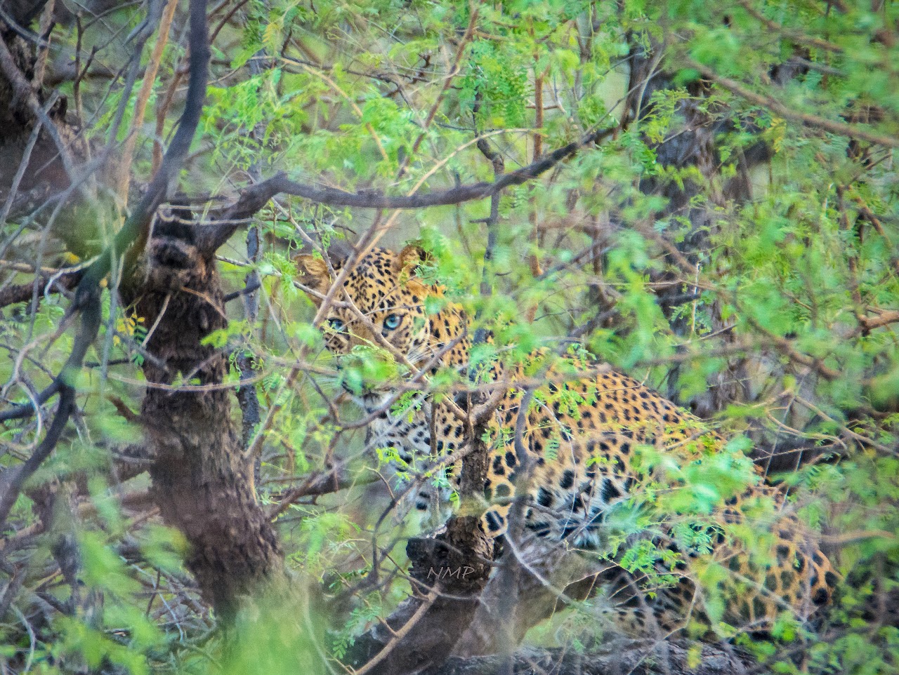 Leopard