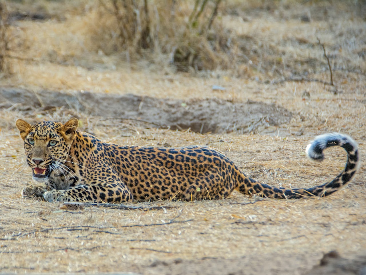 Leopard