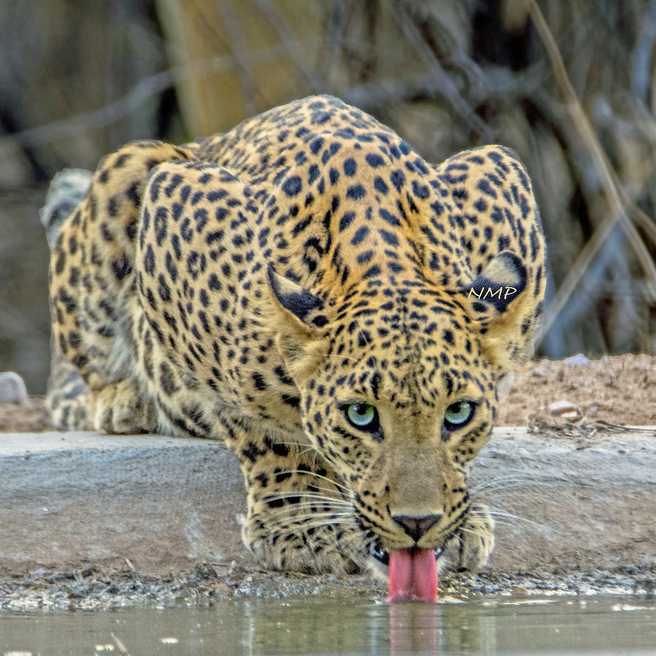 Leopard